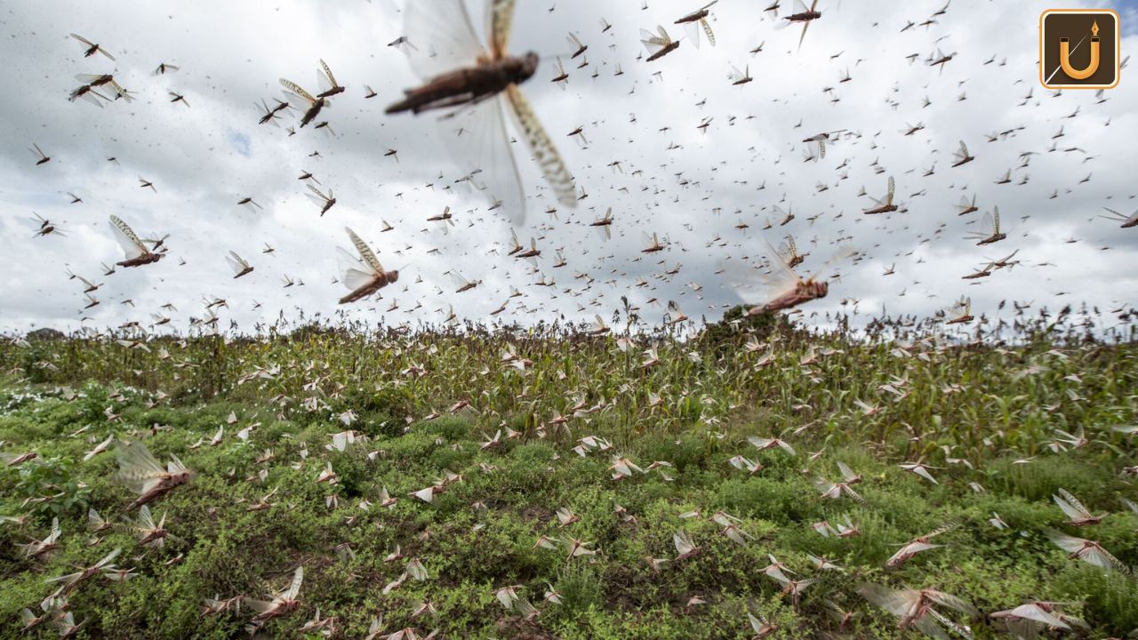 Usthadian Academy / India Aids Afghanistan With 40,000 Liters Of Malathion Against Locust Threat | 25 jan 2024 Usthadian Academy / India Aids Afghanistan With 40,000 Liters Of Malathion Against Locust Threat